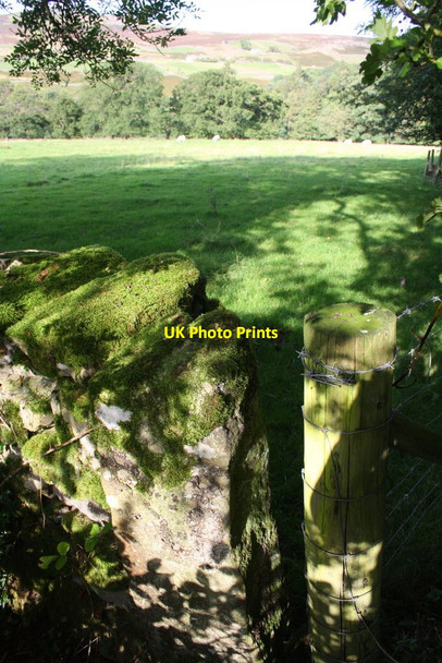 Photo 6"x4" Sheep field on north side of Morley Gate Low Whita c2016