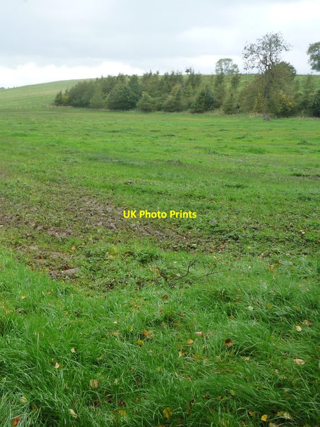 Photo 6"x4" Young conifer plantation, west of Bandley Bridge Appleby-in-Westmorland c2016