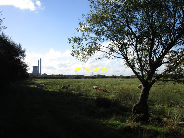 Photo 6"x4" Sheep grazing on Lea Marsh Lea\/SK8286 c2016