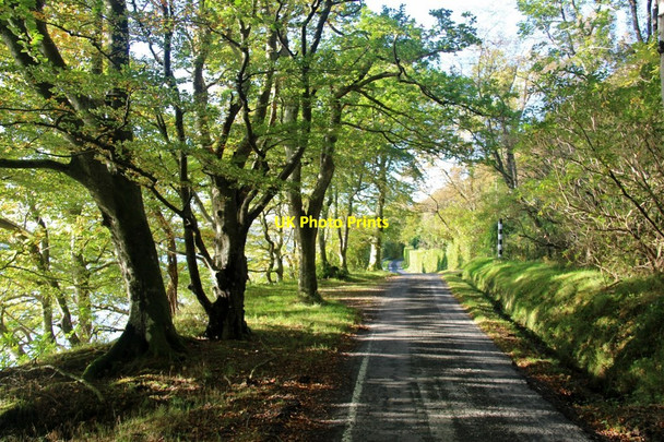Photo 6"x4" Sun-dappled road to Colintraive near Bargehouse Point Colintraive c2016