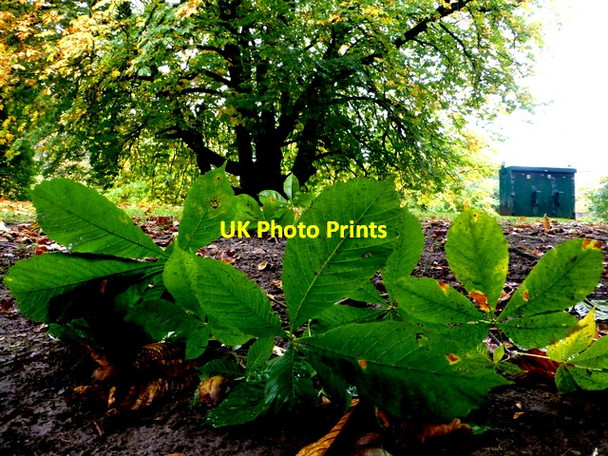 Photo 6"x4" Broken chestnut tree twig, The Grange, Omagh Omagh c2016