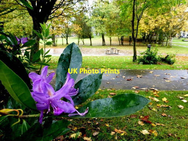Photo 6"x4" Rhododendron blossom, The Grange, Omagh Omagh c2016