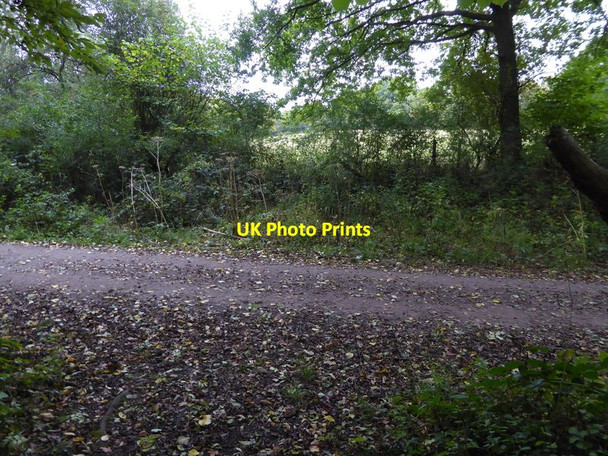 Photo 6"x4" Looking across Forest Way from minor track Ashurst Wood\/TQ4136 c2016