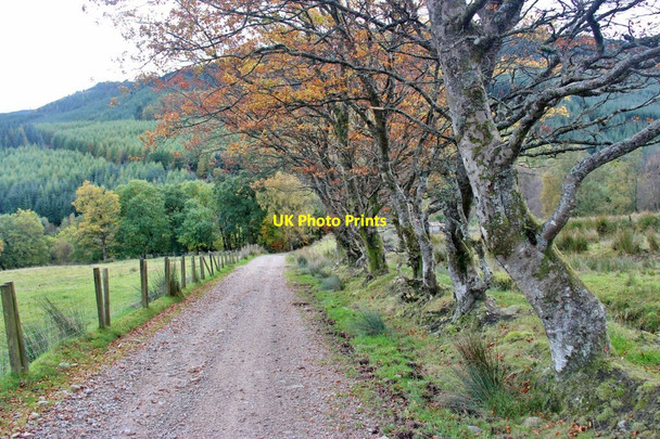 Photo 6"x4" Old beech hedge at Stronchullin Blairmore\/NS1982 c2016