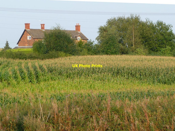 Photo 6"x4" Looking across a maize field towards Eaton Hall Farm Davenham c2016