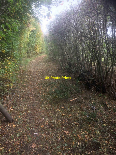 Photo 6"x4" The bridleway is covered in hawthorn from chain flailing of hedge Great Houghton\/SE4306 c2016