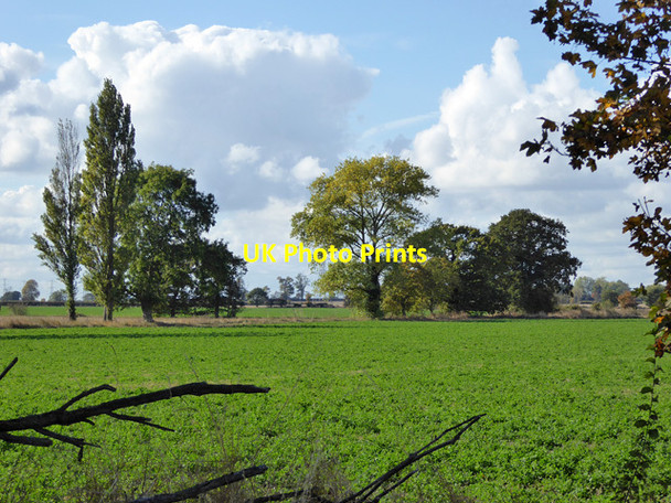 Photo 6"x4" Varied trees near Tillingham Tillingham c2016