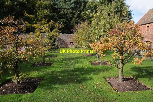 Photo 6"x4" Worcester Black Pear trees Bushbury\/SJ9203 c2016