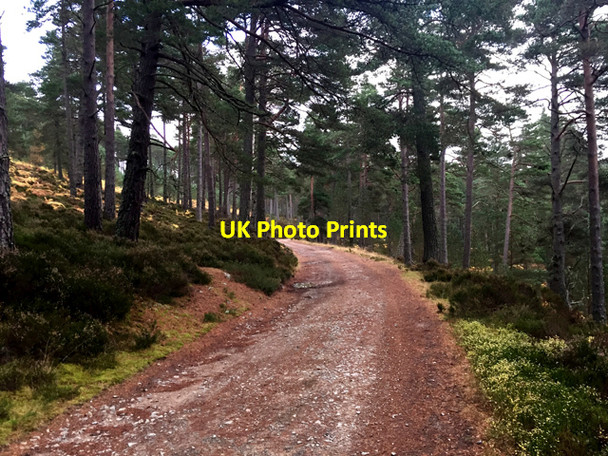 Photo 6"x4" Track towards Glen Tanar House Millfield\/NO4896 c2016