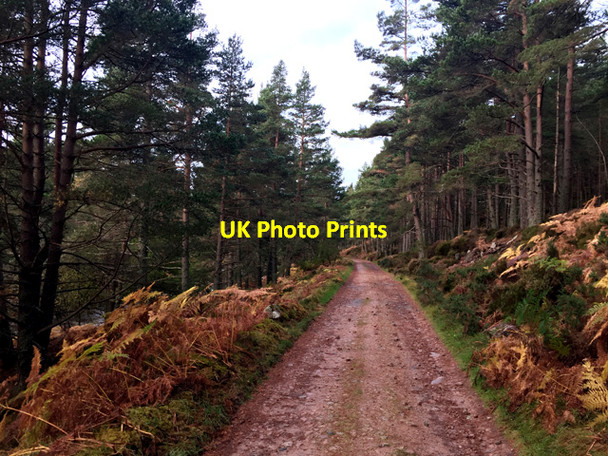 Photo 6"x4" Track by the Water of Tanar Inchmarnoch c2016