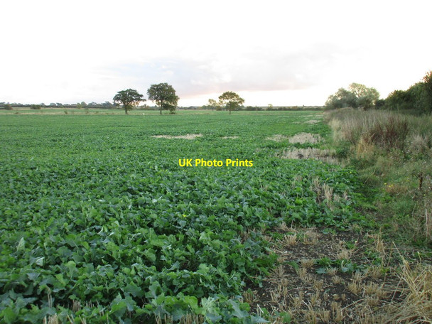 Photo 6"x4" Oilseed rape, Cadney Carrs Cadney c2016