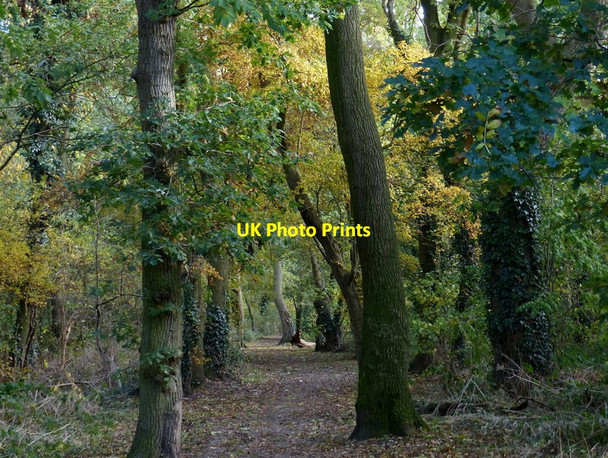Photo 6"x4" Path through Highway Spinney Leicester Forest East c2016