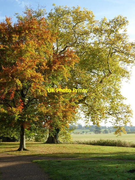Photo 6"x4" Trees in Croome Park High Green\/SO8745 c2016