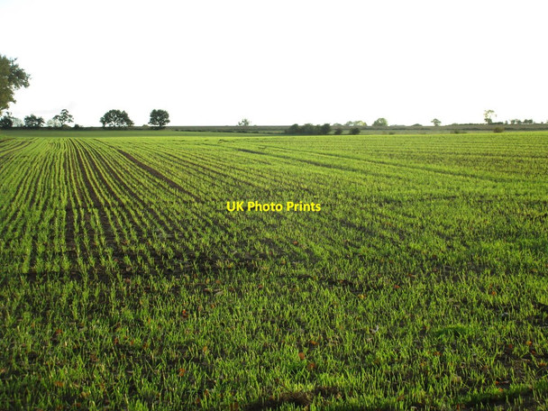 Photo 6"x4" Autumn sown crop Holton le Moor c2016