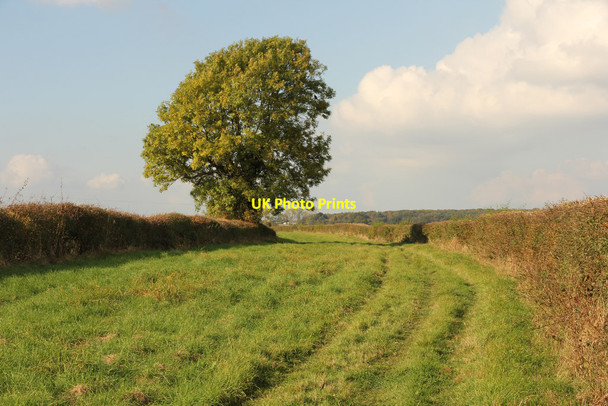 Photo 6"x4" Scotgrove Wood bridleway Bardney c2016