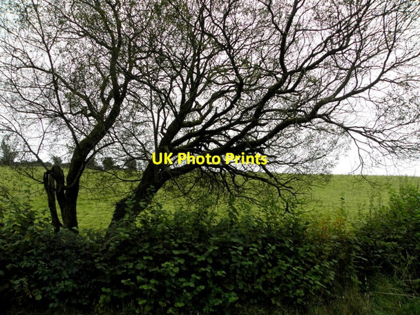 Photo 6"x4" Tree, Leganvy Drumquin c2016