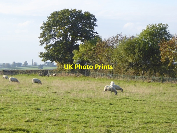 Photo 6"x4" Field with sheep Cotehill\/NY4650 c2016