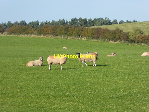 Photo 6"x4" Field of ewes at Aiketgate Aiketgate c2016