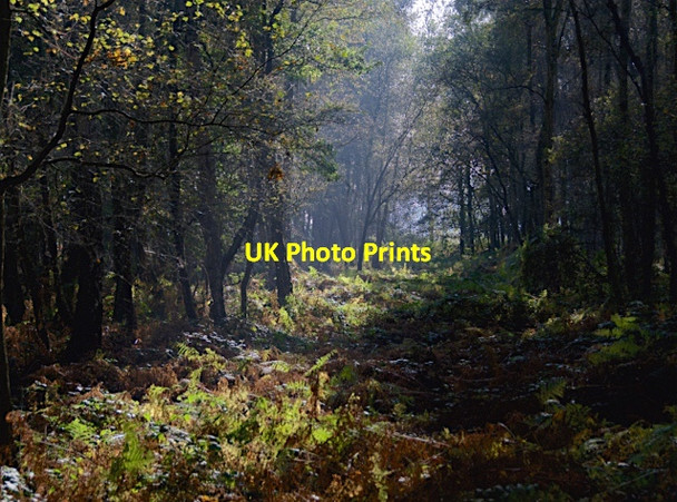 Photo 6"x4" Woodland clearing, Haxey Turbary Haxey Carr c2016