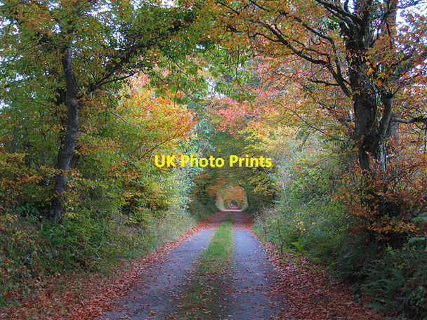 Photo 6"x4" Autumn Laneway Inistioge c2016
