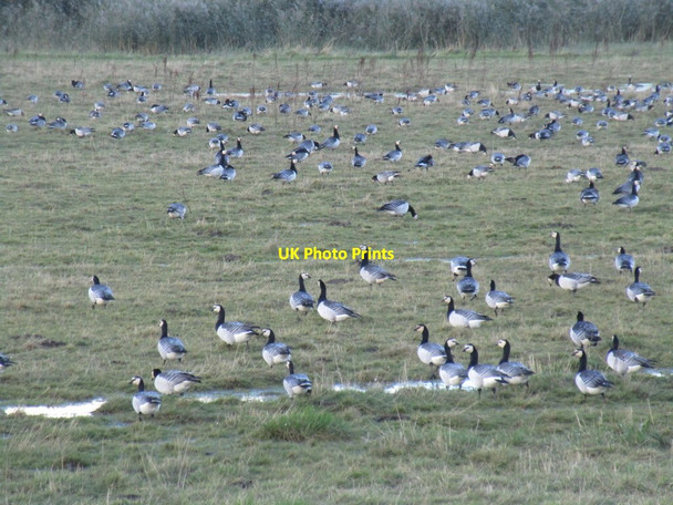 Photo 6"x4" Barnacle Geese near Whitton Ness Whitton\/SE9024 c2016