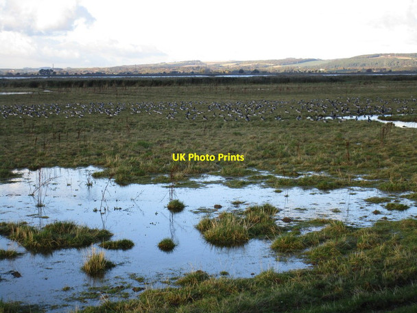 Photo 6"x4" Wash land by the Humber with Barnacle Geese Whitton\/SE9024 c2016