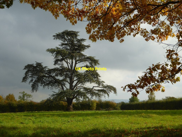 Photo 6"x4" Cedar tree in Earl's Croome Baughton c2016