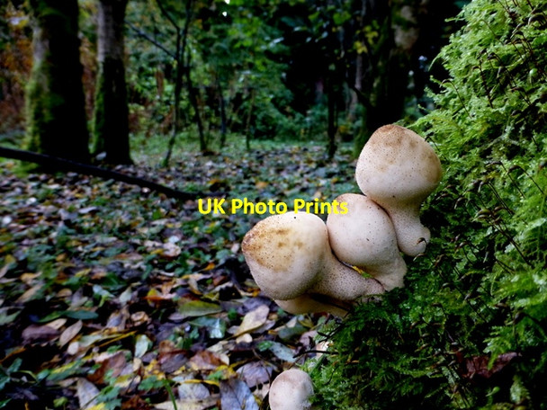 Photo 6"x4" Fungus, Seskinore Forest (5) Seskinore c2016