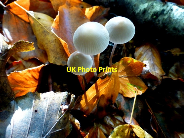 Photo 6"x4" Fungus, Seskinore Forest (8) Seskinore c2016