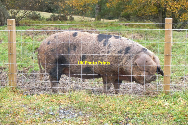 Photo 6"x4" Free range pig, Broughton Place Broughton\/NT1136 c2016