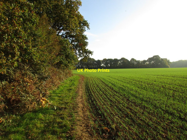 Photo 6"x4" Footpath alongside Grub Coppice Boarhunt c2016