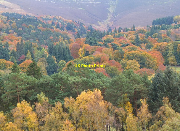 Photo 6"x4" Dawyck trees in autumn colours Bellspool c2016