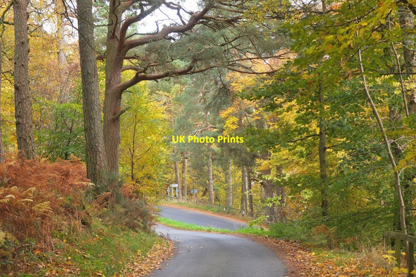 Photo 6"x4" Minor road junction in the trees Bellspool c2016