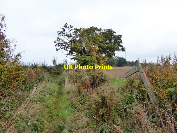 Photo 6"x4" Cock Lane Great Bromley c2016