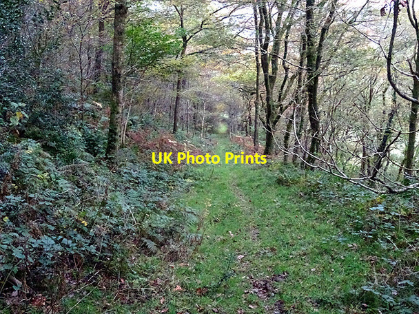 Photo 6"x4" Path in Cwm Rheidol Ystumtuen c2016