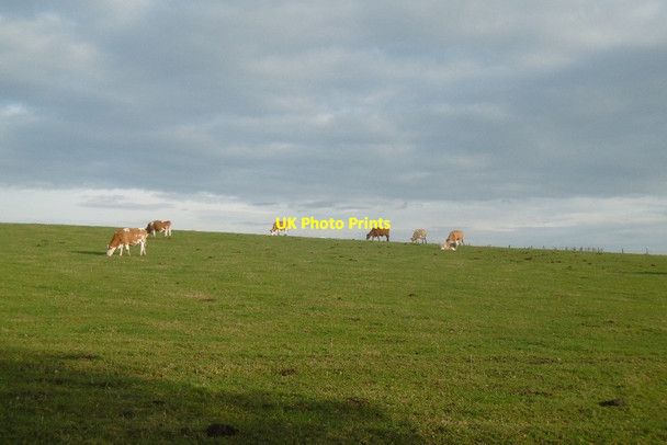 Photo 6"x4" Simmentals, Gateside Easter Essendy c2016