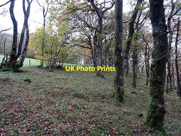 Photo 6"x4" Path through Coed Ty'n-y-castell Devil's Bridge\/Pontarfynach c2016