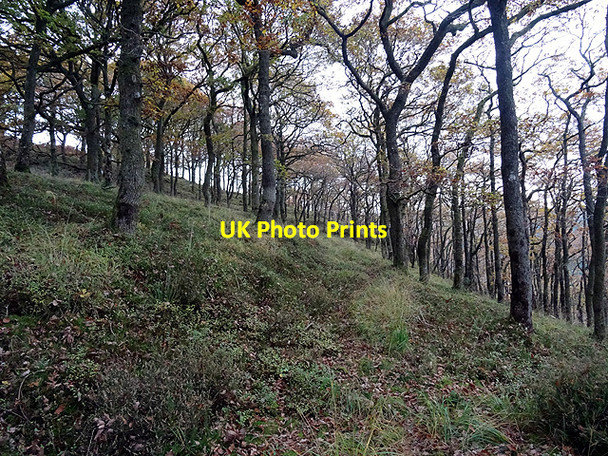 Photo 6"x4" Path through Coed Ty'n-y-castell Devil's Bridge\/Pontarfynach c2016 P1