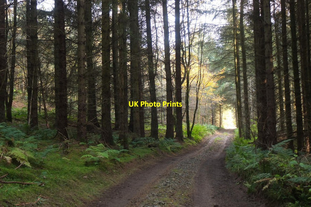 Photo 6"x4" Track in Jedderfield Plantation Peebles\/NT2540 c2016