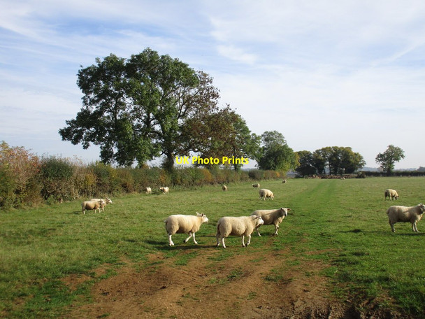 Photo 6"x4" Sheep near Monk's House Mixbury c2016