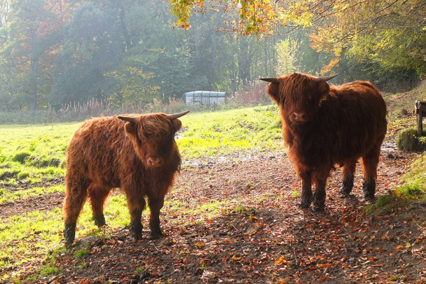 Photo 6"x4" Young Highland cattle, Jedderfield Peebles\/NT2540 c2016