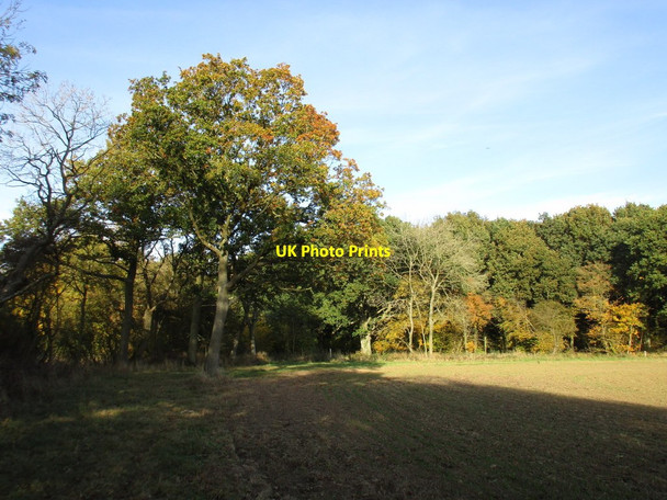 Photo 6"x4" Approaching Shortgrove Wood Crowfield\/SP6141 c2016