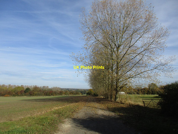 Photo 6"x4" Poplars and bridleway at Radstone Radstone c2016