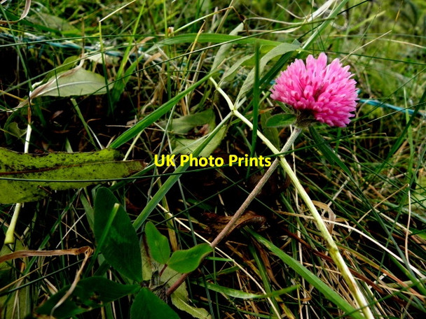 Photo 6"x4" Clover, Lisnafin Newtownstewart c2016