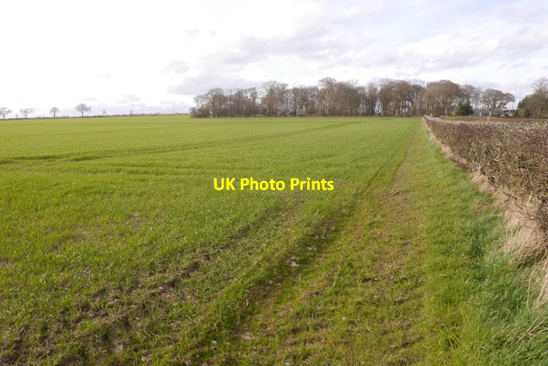 Photo 6"x4" Winter cereals, West Balmirmer West Balmirmer c2016