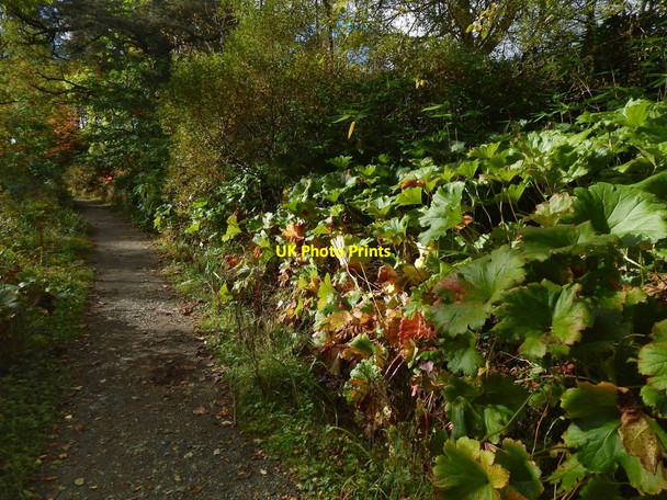 Photo 6"x4" Overtoun House Nature Trail Dumbarton c2016