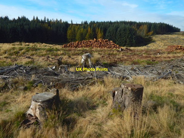 Photo 6"x4" Log storage area beside a forestry track Bowling\/NS4473 c2016