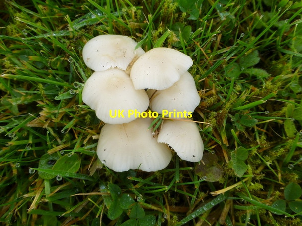 Photo 6"x4" Common Gilled Mushrooms, Drumnaforbe Drumquin c2016