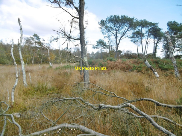 Photo 6"x4" East Holton, heathland Lytchett Minster c2016