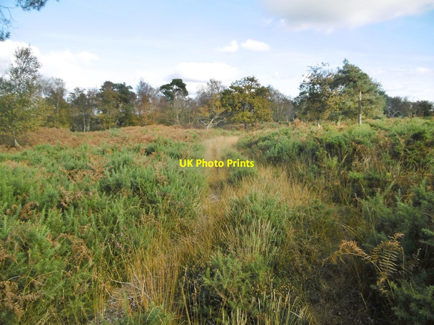 Photo 6"x4" East Holton, track Lytchett Minster c2016